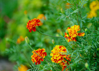 Marigold,yellow flower,Marigold tree,orange marigold,Marigold petals