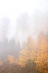 Fototapeta na wymiar Trees in the forest in fog in autumn