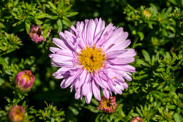 Aster Autumn Jewels 'Rose Quartz' a pink herbaceous perennial summer autumn flower plant commonly known as Michaelmas daisy, stock photo image