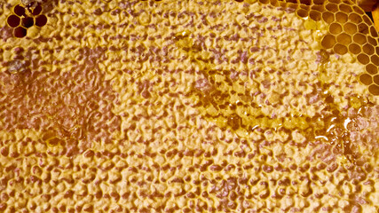 bee honey in hexagonal honeycombs filled with Golden nectar. Honeycomb summer composition, consisting of drops of natural honey, dripping on the wax frame of the bee. close up