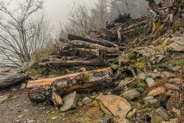 Fallen pine tree in the Valley Val d’Astau, southwest of Bagneres de Luchon in the French Pyrenees. The trail to Lake d'Oô, Haute-Garonne, France.