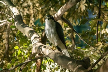 オオタカ！（オス）
池の上を横切った彼の姿を見て、入ったと思われるエリアを探していたら、10mを切る至近距離に止まっていました。