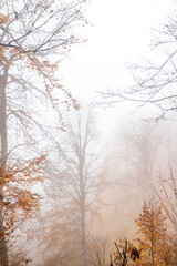 Trees in the forest in fog in autumn