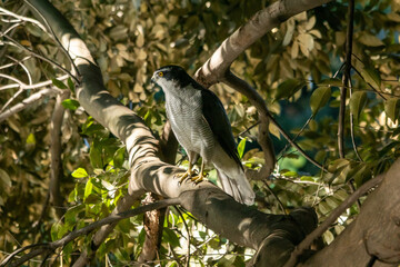 オオタカ！（オス）
池の上を横切った彼の姿を見て、入ったと思われるエリアを探していたら、10mを切る至近距離に止まっていました。