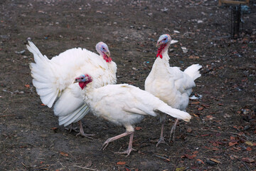 white chicken on the farm