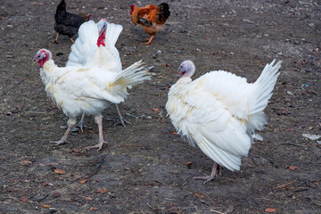 white rooster on a farm