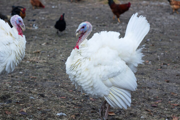 white domestic goose
