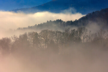 Fototapeta premium Herbstliche Stimmung - Wald im Nebel