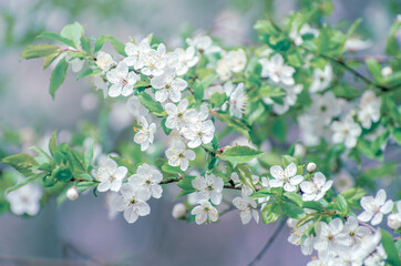 Cherry branch with beautiful background