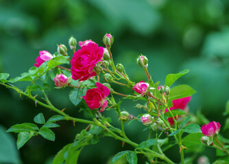 Pink roses on the bush, macro, rose garden