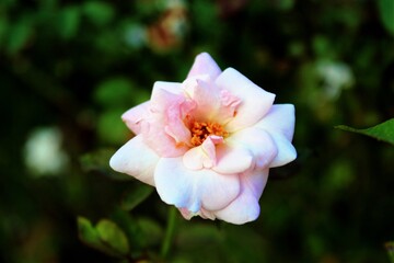 pink and white rose,  pink rose flower,  pink rose in the garden