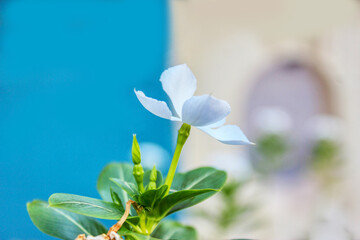 spring flowers on blue background, wallpaper