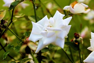 Fototapeta na wymiar white rose in the garden, Beautiful Rose, Symbol of friendship