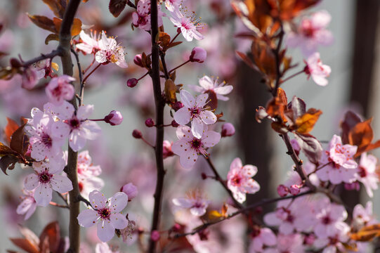 Canadian black plum Prunus nigra light pink flowers in bloom, beautiful flowering ornamental shrub with brown red leaves