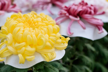 美濃菊　和菊　chrysanthemum