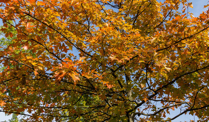 Red and golden autumn leaves of red oak tree Quercus rubra. Beautiful autumn foliage in city park krasnodar. Public landscape 'Galitsky park' for relaxation and walking in sunny autumn  2020