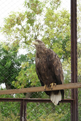 Beautiful big eagle close-up sitting in a cage.