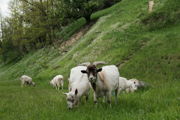Sweet goats with funny beards on background grazing in countryside.