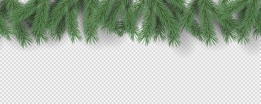 Fir branches on transparent background. Decorative christmas pattern or frame. Vector illustration.