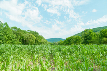 Obraz premium landscape with green grass and sky