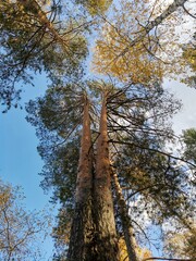 look up at the autumn forest against the blue sky
