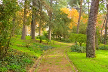 path in the woods with high trees, forest, park trees, fall,  autumn, spring