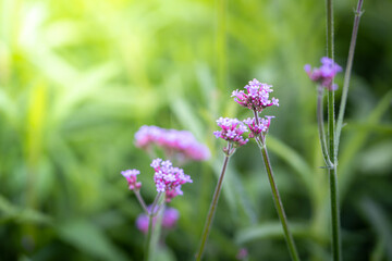 The background image of the colorful flowers