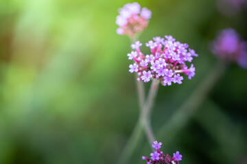 The background image of the colorful flowers
