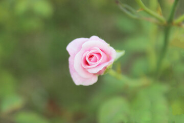 pink rose in garden,  pink rose wallpaper