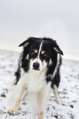 Tricolor border collie is standing on the field in the snow. He is so fluffy dog.