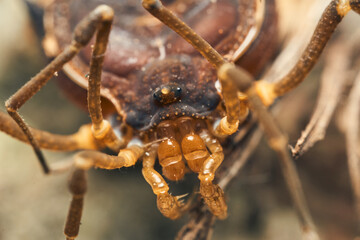 brown opilions showing all its details