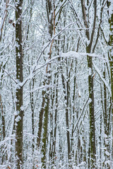 Fototapeta premium Winter, snow on the branches of a tree.