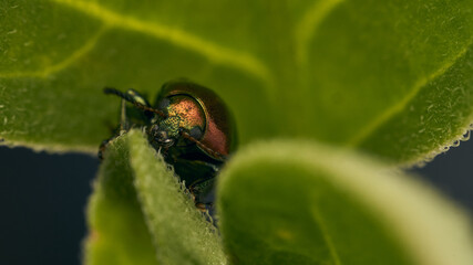 Golden beetle posing on a green leaf.