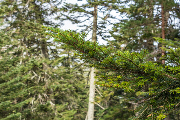 The Gaube Valley frozen path surrounded by rocky slope, spruce and pine trees, near the town of Cauterets in the Haute-Pyrénées department, France.