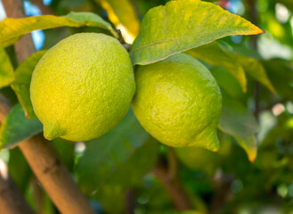 Bunch of Ripe Green Lemon Fruit on Citrus Tree. Citrus Lemon