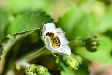 A beautiful bee sits on a flower and collects nectar.