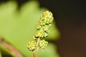 Young grapes with small cobwebs, close-up.
