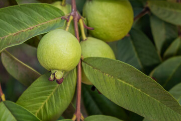 Ripe Tropical Fruit Guava on Guava Tree. Psidium Guajava