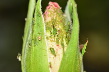 Aphids are sitting on a still-blooming rosebud.