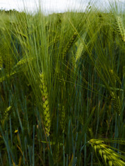Ear wheat or barley in a field with crops, agricultural organic food growing in the countryside