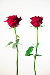 Obraz premium Two delicate roses isolated on white