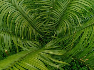 cycas revoluta plant that grows in front of the house
