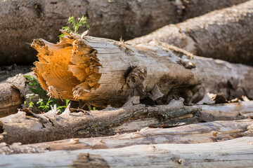 Abgebrochener Stamm im Wald