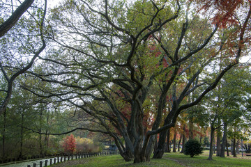 落葉樹と公園