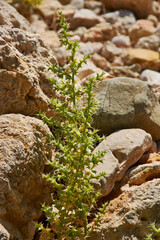 Salsola kali