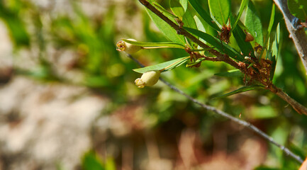 Myrtus berries