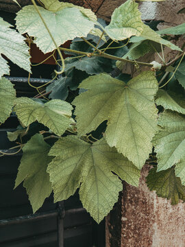 Leaves On The Wall With Bars Behind Growing From The Old Brick Stone House