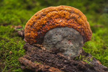 Fomitopsis pinicola- medicinal mushrooms