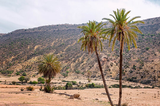 Twin Palm Tree Growing in an Oasis in Morocco In Shiny Day.