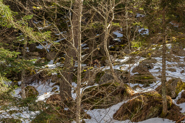 A young deer strolls though a winter woodland looking for food, with a sprinkling of snow on the ground, Gaube Valley, near the town of Cauterets in the Haute-Pyrénées department, France.
